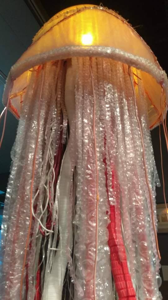 Man-of-War Jellyfish - View 2